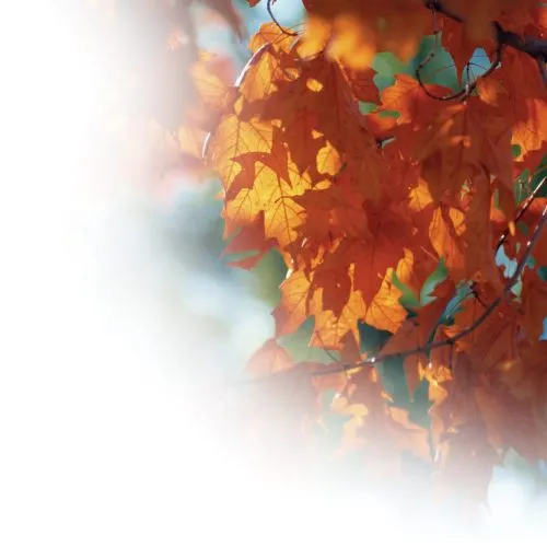 asset protection wills