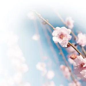 will writing, asset protection wills, lasting power of attorney
